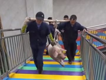 Imagen de los operarios transportando al cerdo para lanzarlo Imagen de los operarios transportando al cerdo para lanzarlo