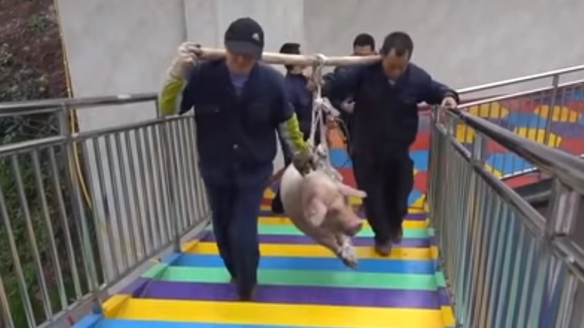 Imagen de los operarios transportando al cerdo para lanzarlo