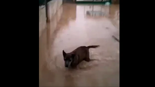 Un perro en el refugio de la protectora de Xàtiva, inundado por el temporal Un perro en el refugio de la protectora de Xàtiva, inundado por el temporal