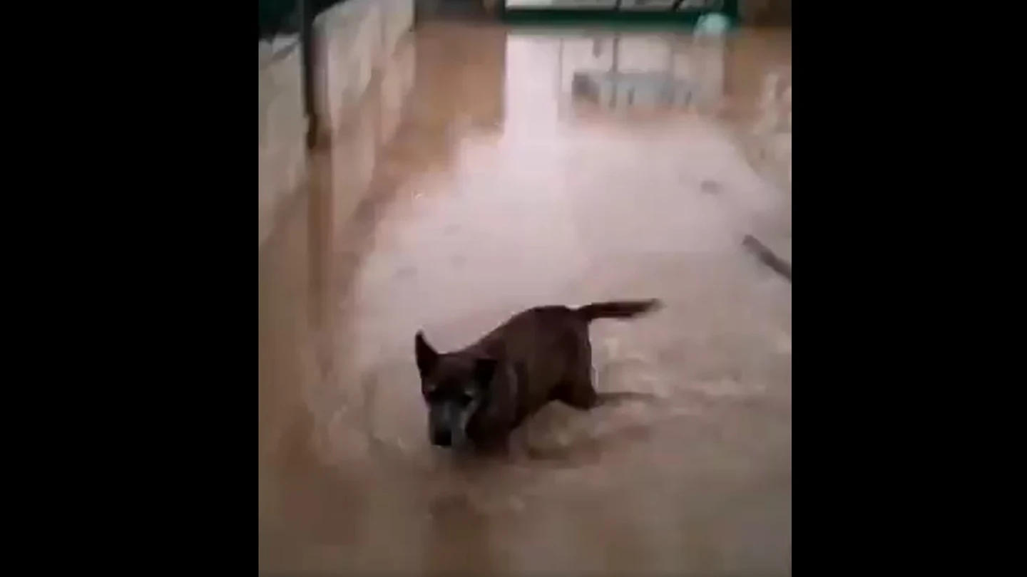 Un perro en el refugio de la protectora de Xàtiva, inundado por el temporal Un perro en el refugio de la protectora de Xàtiva, inundado por el temporal