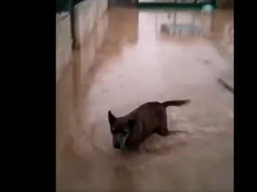 Un perro en el refugio de la protectora de Xàtiva, inundado por el temporal Un perro en el refugio de la protectora de Xàtiva, inundado por el temporal