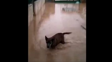 Un perro en el refugio de la protectora de Xàtiva, inundado por el temporal
