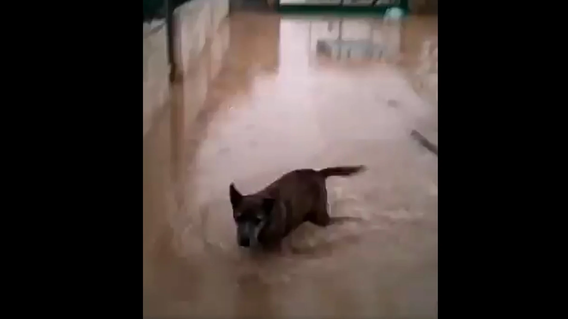 Un perro en el refugio de la protectora de Xàtiva, inundado por el temporal