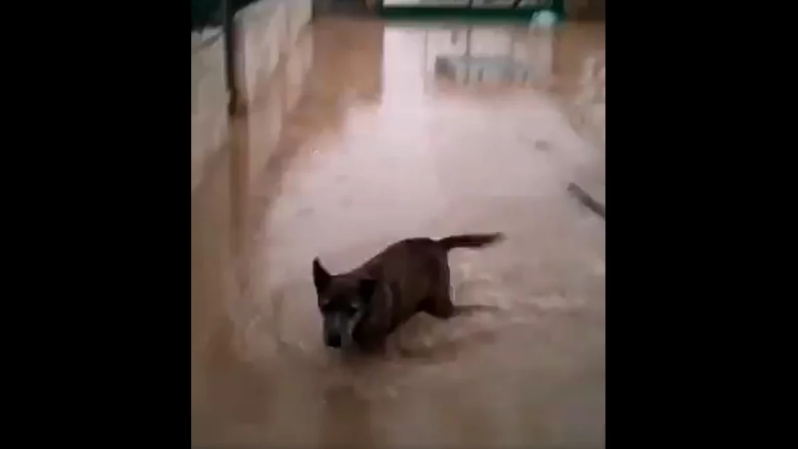 Un perro en el refugio de la protectora de Xàtiva, inundado por el temporal