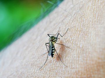 United States on alert after confirming first locally transmitted malaria cases in two decades