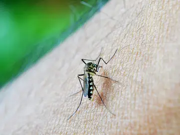 mosquito transmisor malaria