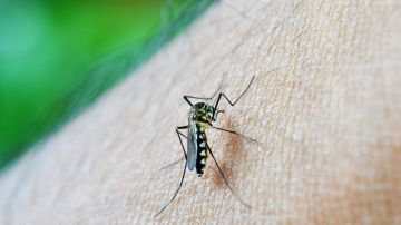 mosquito transmisor malaria