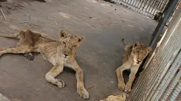 Leones en el zoo sudanés Al-Qureshi