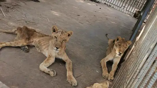 Leones en el zoo sudanés Al-Qureshi Leones en el zoo sudanés Al-Qureshi