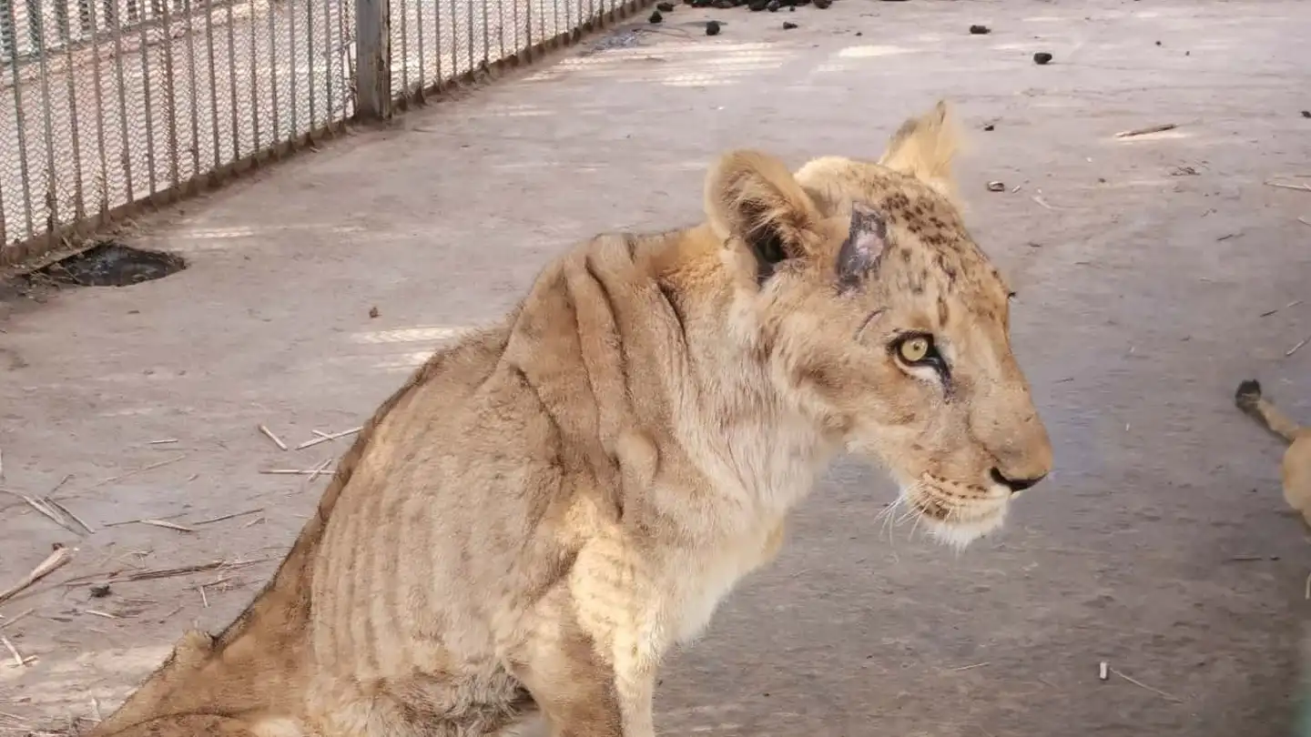 Una leona desnutrida en el zoológico de Jartum, Sudán Una leona desnutrida en el zoológico de Jartum, Sudán