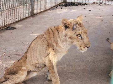 Una leona desnutrida en el zoológico de Jartum, Sudán Una leona desnutrida en el zoológico de Jartum, Sudán