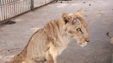 Una leona desnutrida en el zoológico de Jartum, Sudán
