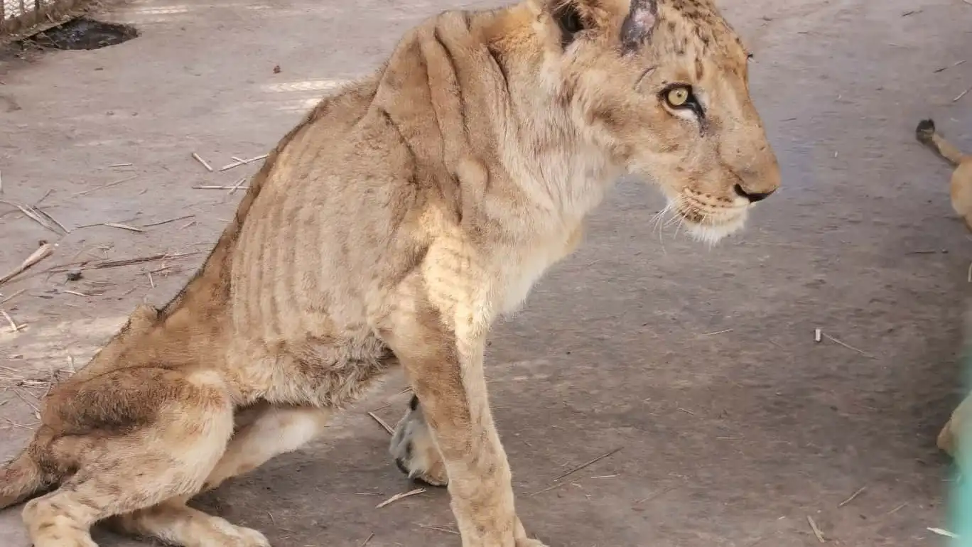 Una leona desnutrida en el zoológico de Jartum, Sudán