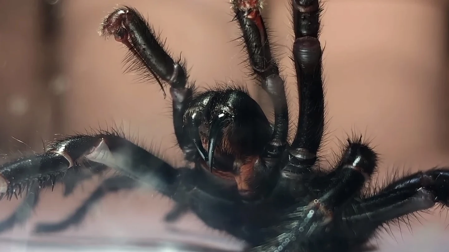 Ejemplar de araña 'tela de embudo' Ejemplar de araña 'tela de embudo'