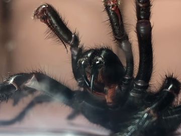 Ejemplar de araña 'tela de embudo' Ejemplar de araña 'tela de embudo'