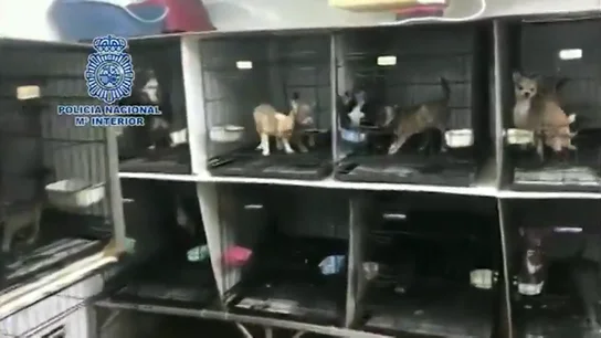 Desmantelan dos criaderos ilegales de chihuahuas en Madrid: hacinados y con las cuerdas vocales seccionadas Desmantelan dos criaderos ilegales de chihuahuas en Madrid: hacinados y con las cuerdas vocales seccionadas