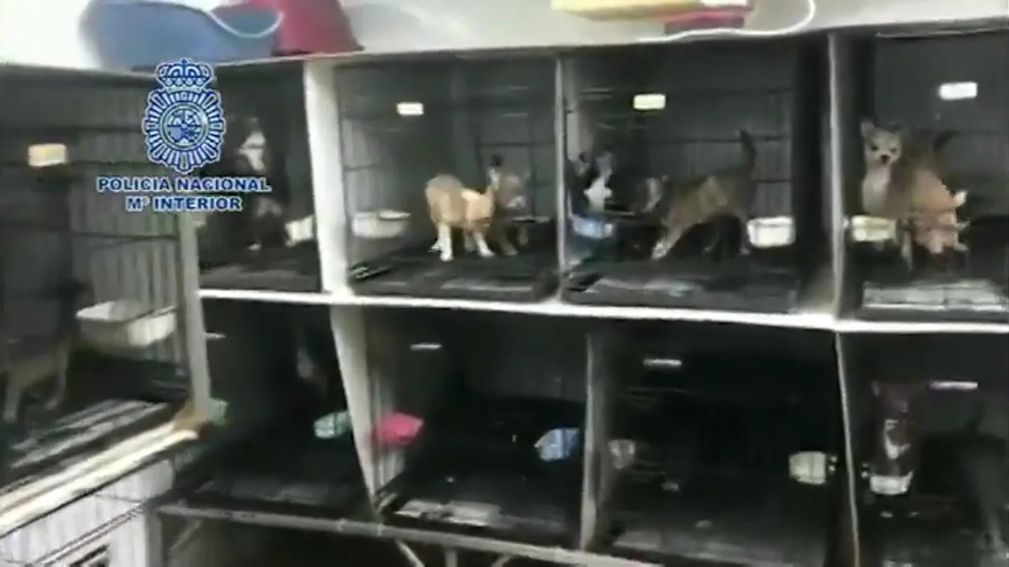 Desmantelan dos criaderos ilegales de chihuahuas en Madrid: hacinados y con las cuerdas vocales seccionadas Desmantelan dos criaderos ilegales de chihuahuas en Madrid: hacinados y con las cuerdas vocales seccionadas