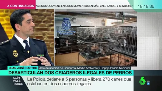 Chihuahuas Chihuahuas