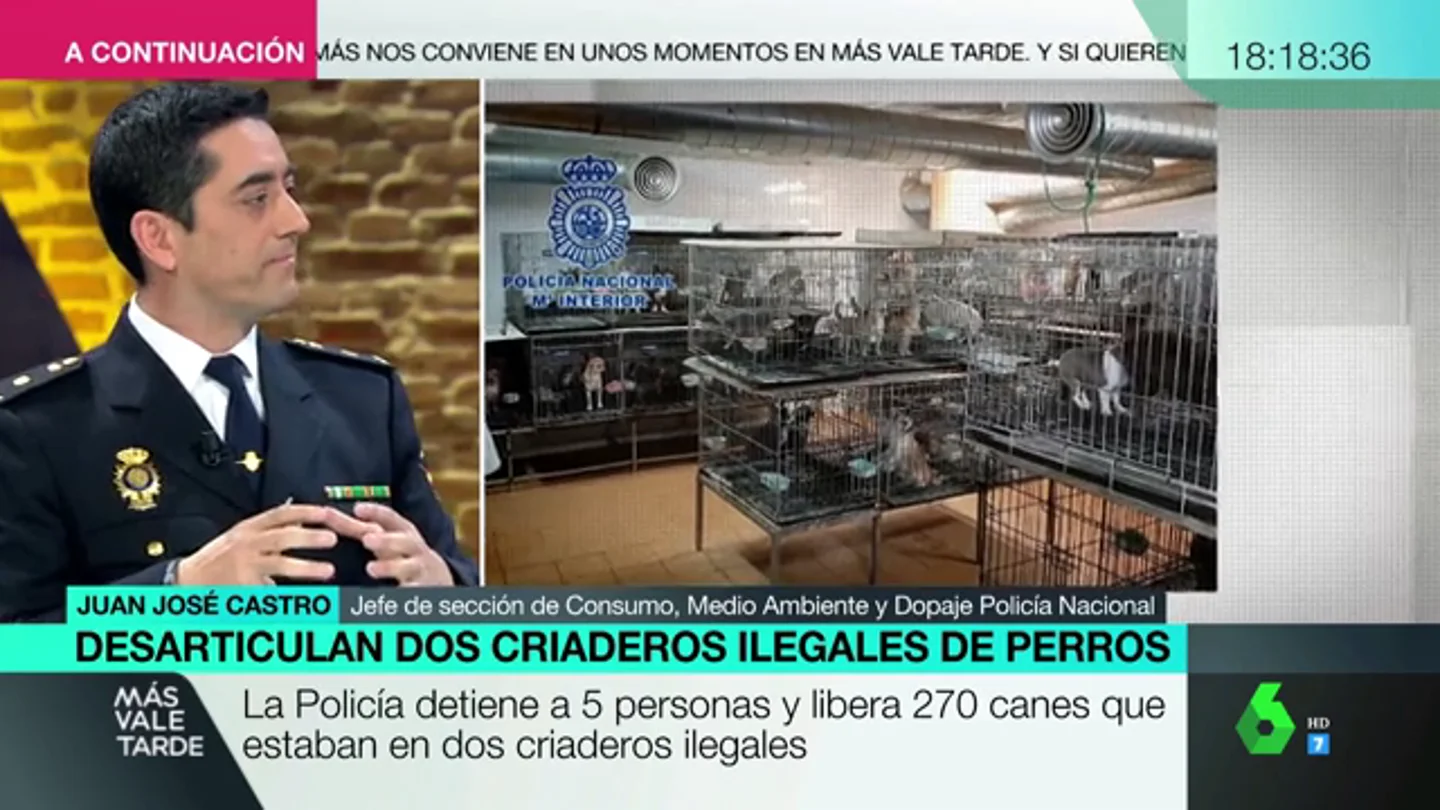Chihuahuas Chihuahuas
