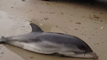 Imagen de un delfín varado en la Comunidad Valenciana