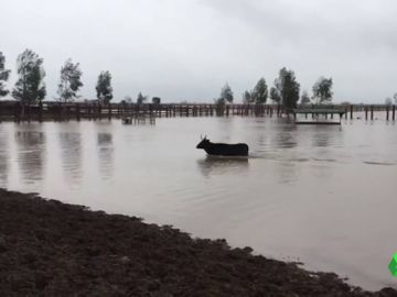 TOROS AGUA TOROS AGUA
