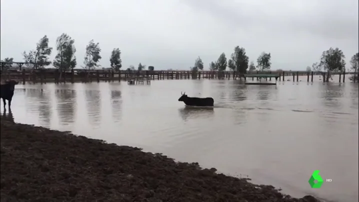 TOROS AGUA