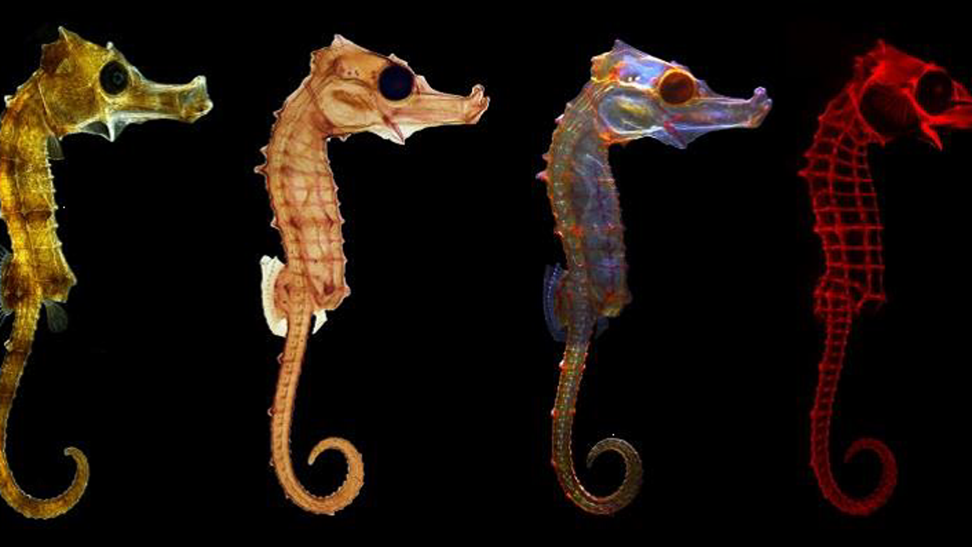 Los colores del caballito de mar ganadores del concurso FOTCIENCIA