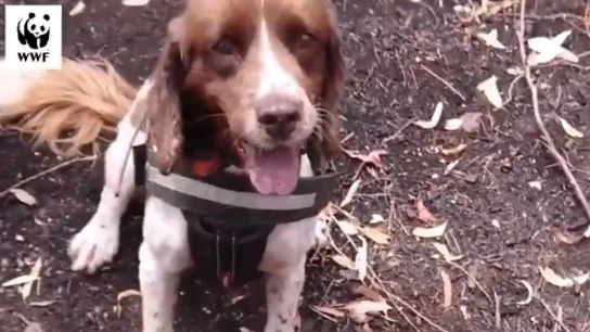 Taz, uno de los perros de rescate de WWF que trabajan en Australia Taz, uno de los perros de rescate de WWF que trabajan en Australia