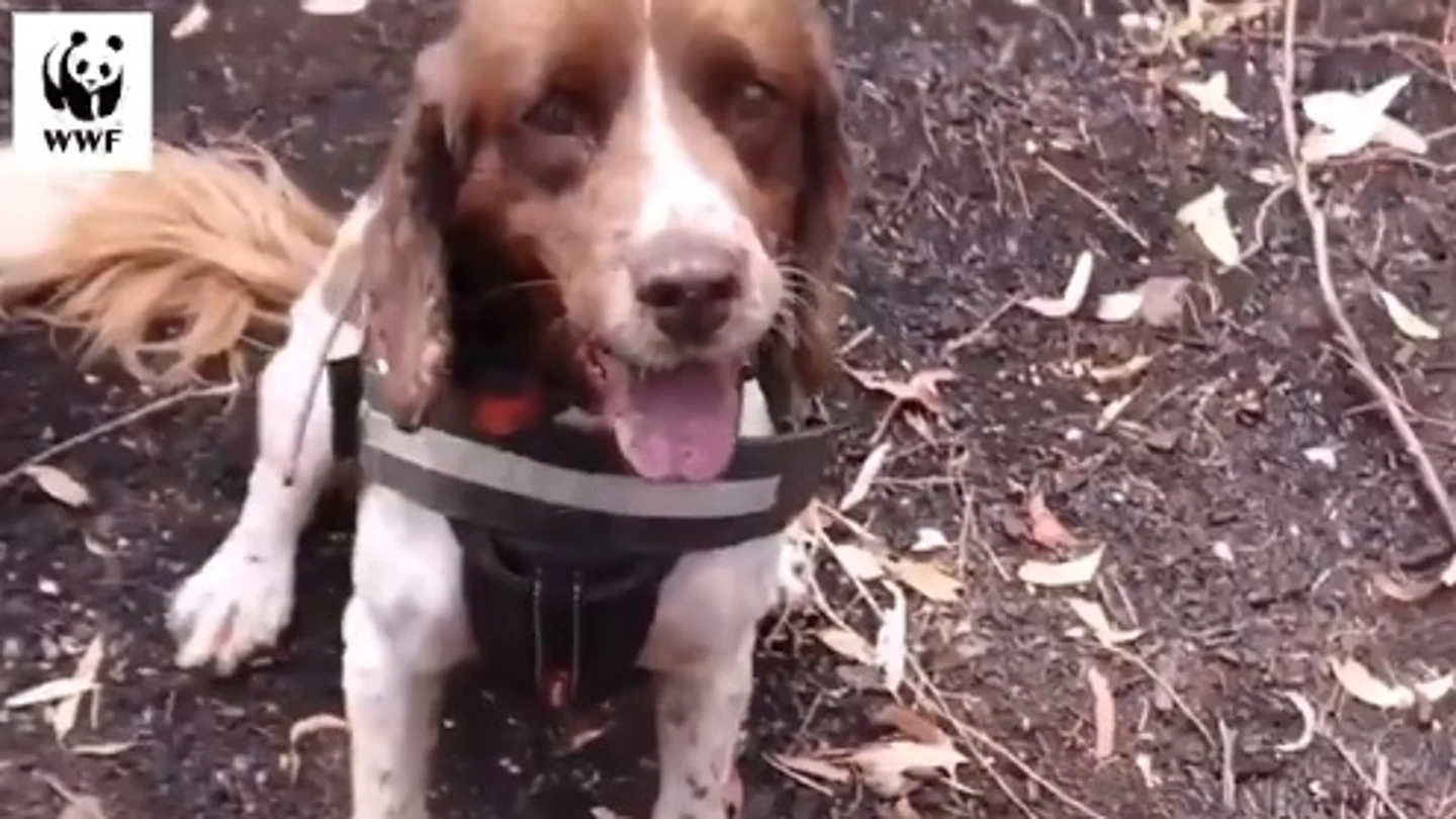 Taz, uno de los perros de rescate de WWF que trabajan en Australia Taz, uno de los perros de rescate de WWF que trabajan en Australia