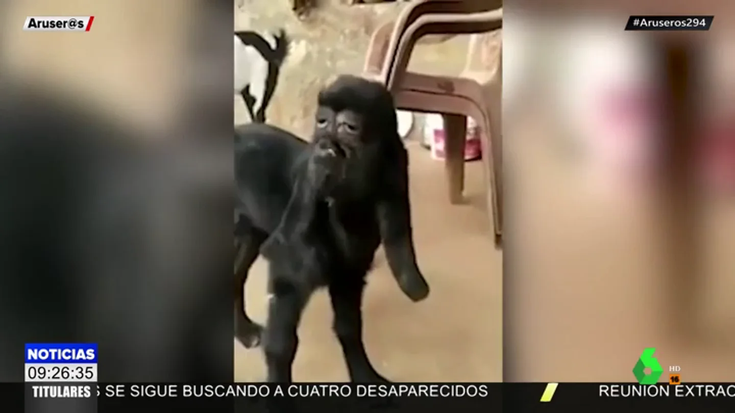 Nace una cabra con 'rostro humano' en la India Nace una cabra con 'rostro humano' en la India