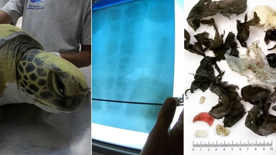 Imagen de una tortuga rescatada tras ingerir plásticos Imagen de una tortuga rescatada tras ingerir plásticos