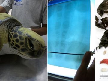 Imagen de una tortuga rescatada tras ingerir plásticos Imagen de una tortuga rescatada tras ingerir plásticos
