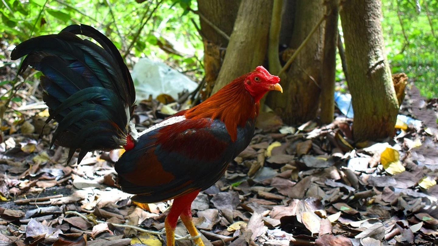 Imagen de archivo de un gallo Imagen de archivo de un gallo
