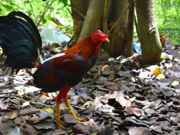 Imagen de archivo de un gallo Imagen de archivo de un gallo