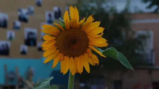 Imagen del documental 'Tetuaneros', en 'La huerta de Tetuán' Imagen del documental 'Tetuaneros', en 'La huerta de Tetuán'