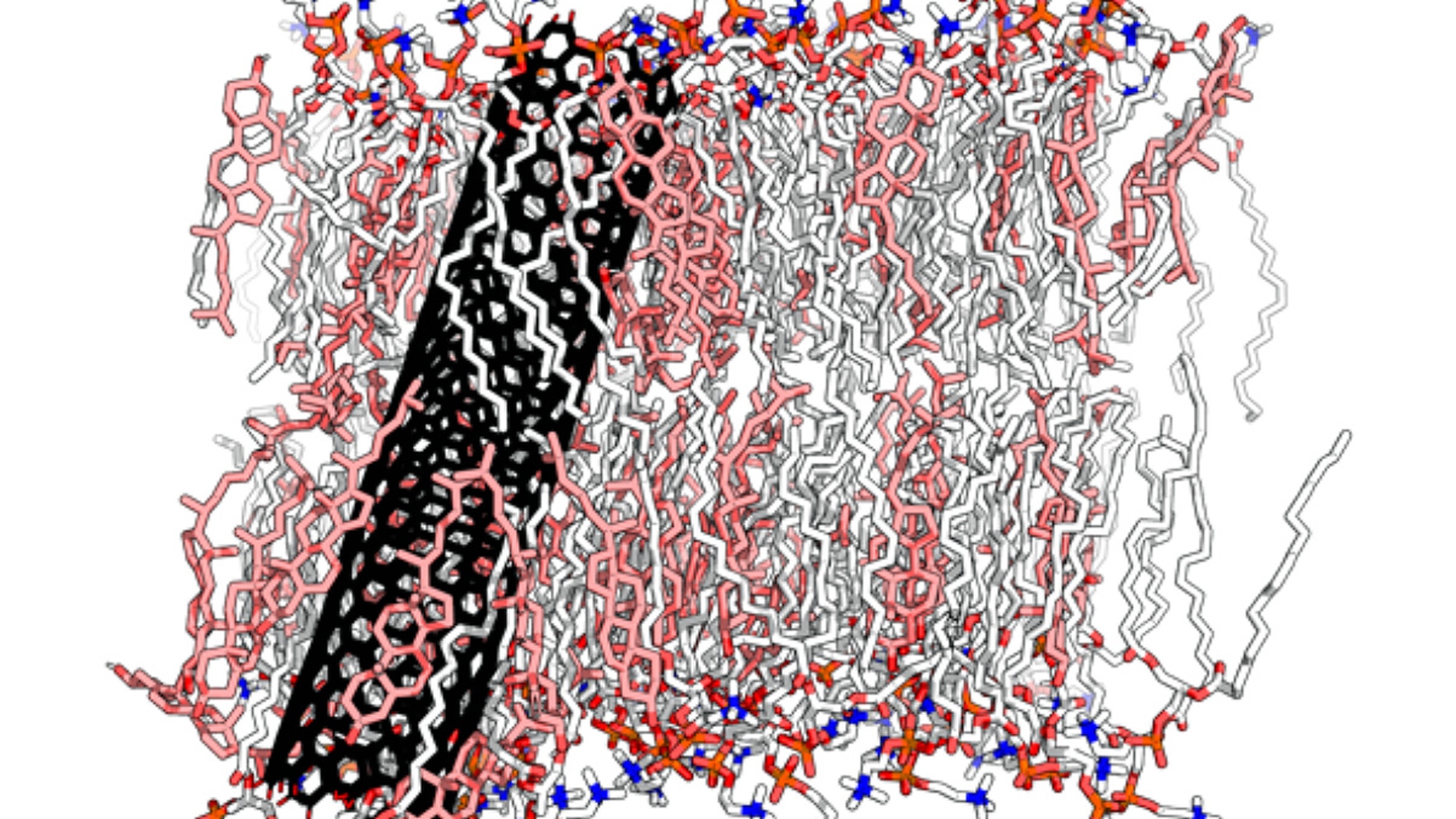 Un nuevo modelo simula las acumulaciones de lipidos en las membranas celulares