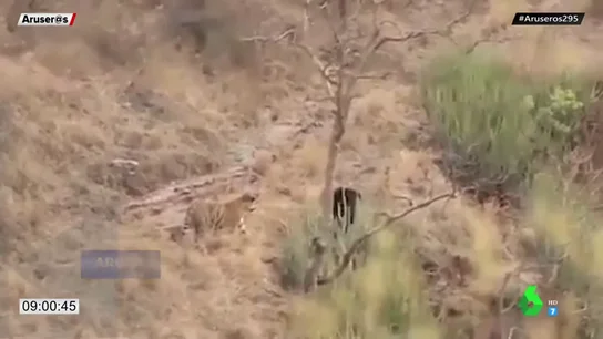 tigre tigre