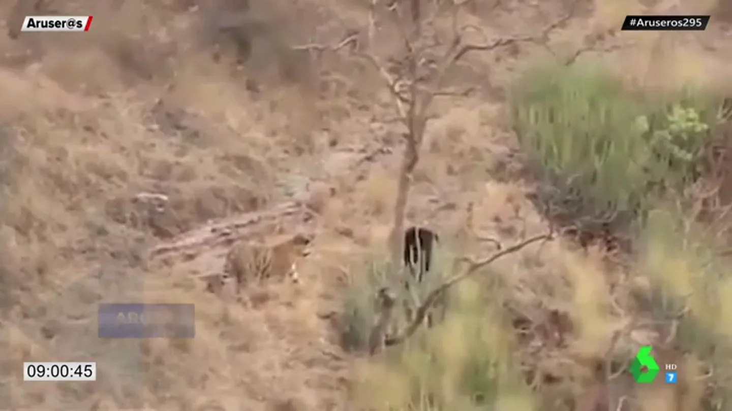 tigre tigre