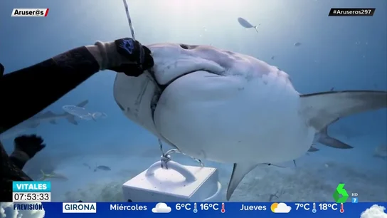 Alimenta a un tiburón con sus propias manos en mitad del océano Alimenta a un tiburón con sus propias manos en mitad del océano