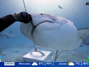 Alimenta a un tiburón con sus propias manos en mitad del océano Alimenta a un tiburón con sus propias manos en mitad del océano