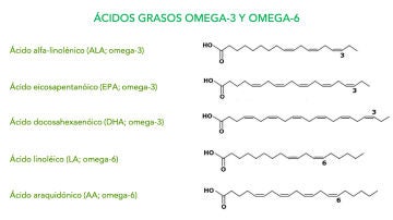 Omega 7 el hermano olvidado de los cidos grasos