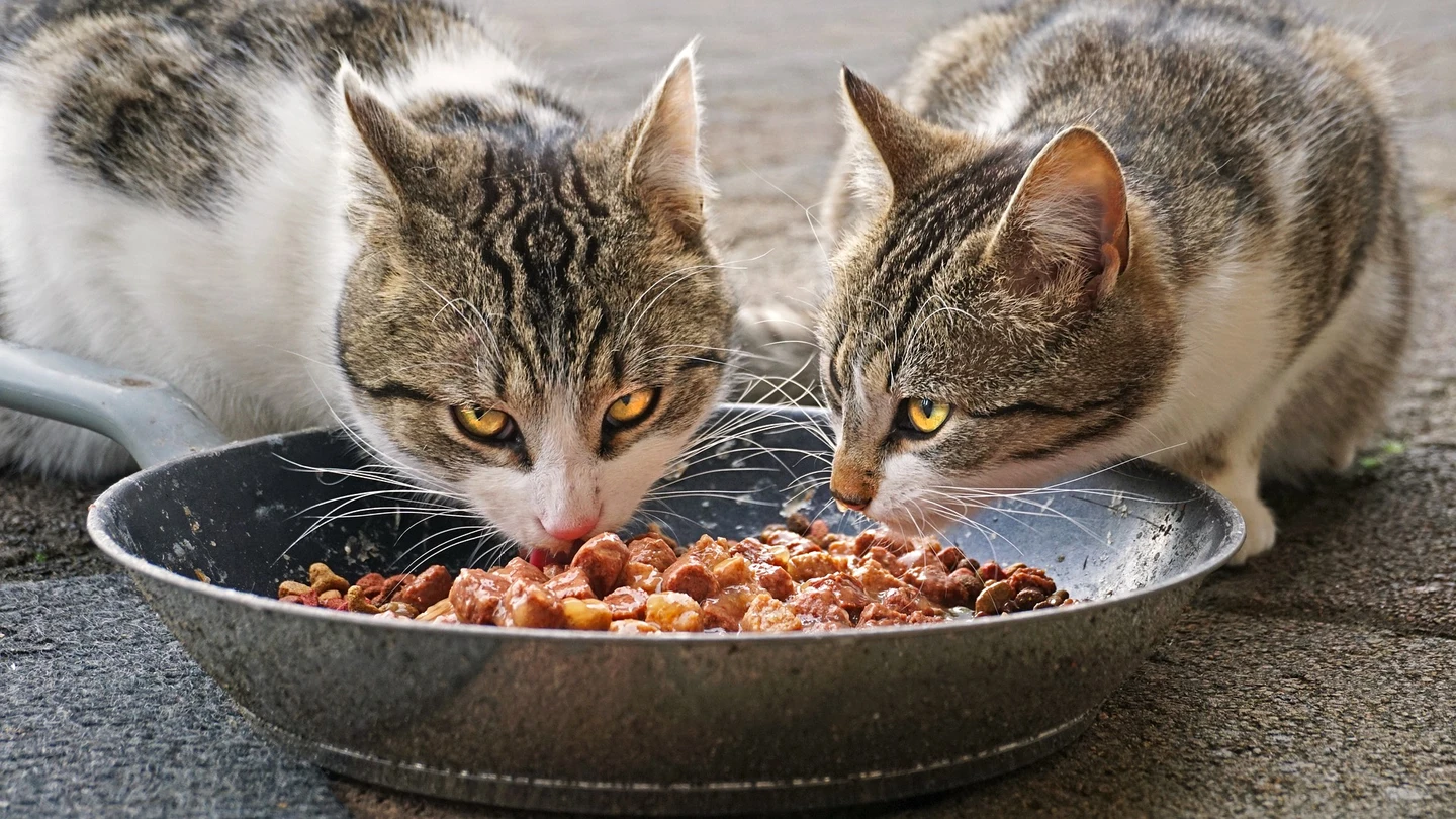 Imagen de archivo de dos gatos callejeros comiendo. Imagen de archivo de dos gatos callejeros comiendo.