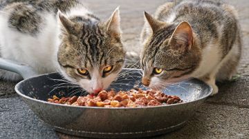 Imagen de archivo de dos gatos callejeros comiendo. 