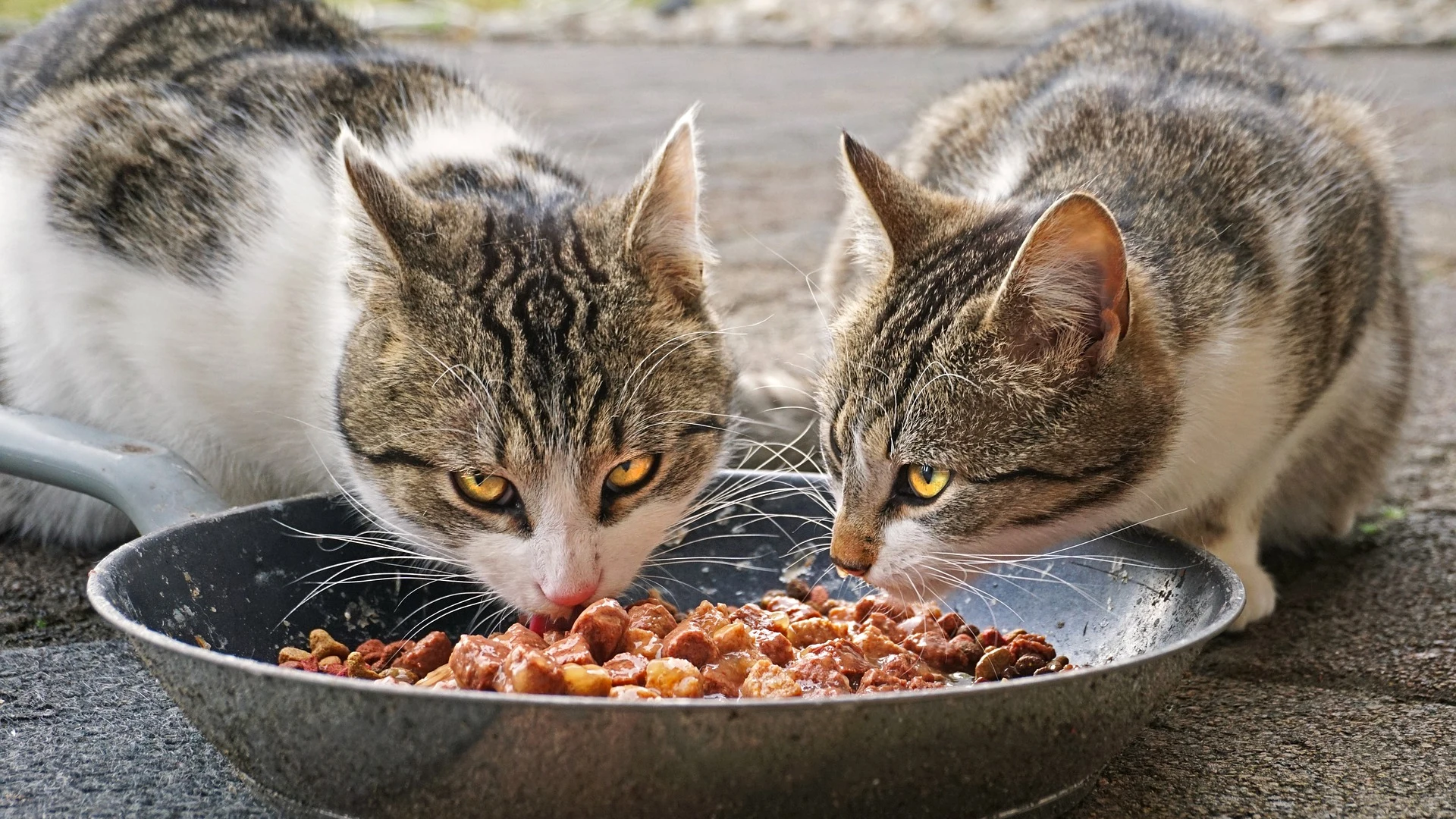 Imagen de archivo de dos gatos callejeros comiendo. 