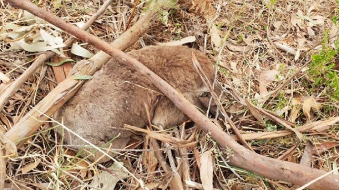 Imagen de uno de los koalas muertos tras ser aplastado durante la tala de un bosque de eucaliptos Imagen de uno de los koalas muertos tras ser aplastado durante la tala de un bosque de eucaliptos