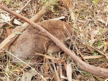 Imagen de uno de los koalas muertos tras ser aplastado durante la tala de un bosque de eucaliptos Imagen de uno de los koalas muertos tras ser aplastado durante la tala de un bosque de eucaliptos
