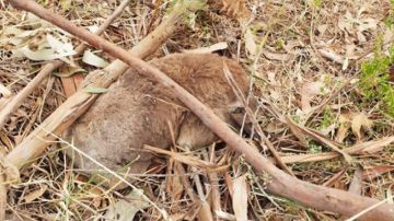 Imagen de uno de los koalas muertos tras ser aplastado durante la tala de un bosque de eucaliptos