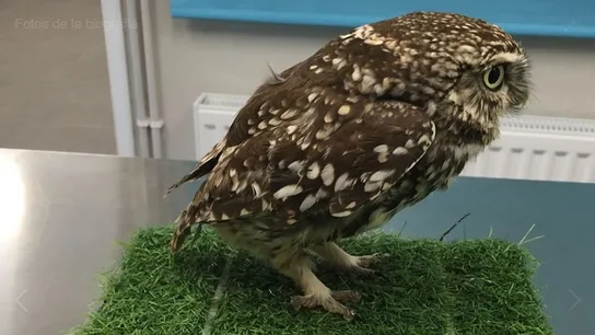 El ejemplar de búho hembra que no podía volar por su sobrepeso El ejemplar de búho hembra que no podía volar por su sobrepeso