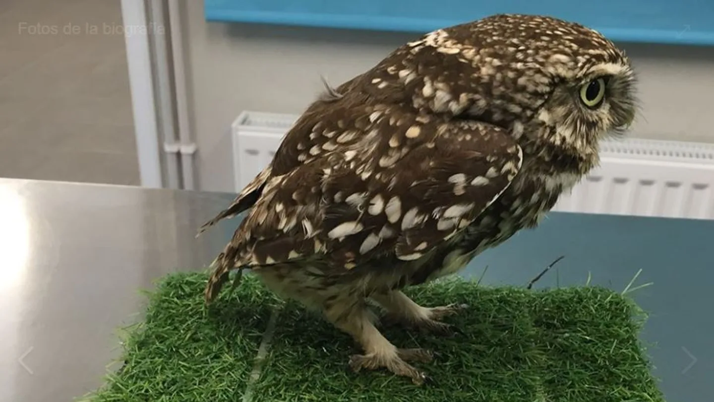 El ejemplar de búho hembra que no podía volar por su sobrepeso El ejemplar de búho hembra que no podía volar por su sobrepeso