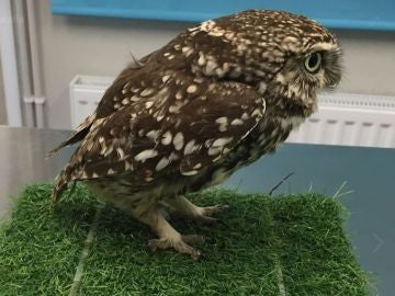 El ejemplar de búho hembra que no podía volar por su sobrepeso El ejemplar de búho hembra que no podía volar por su sobrepeso
